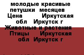 молодые красивые петушки 5месяцев. › Цена ­ 500 - Иркутская обл., Иркутск г. Животные и растения » Птицы   . Иркутская обл.,Иркутск г.